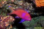 Square Spot Anthias male 01