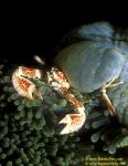 Porcelain Crabs 01