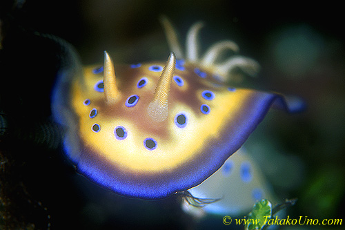 Chromodoris kuniei 01 30mm dw