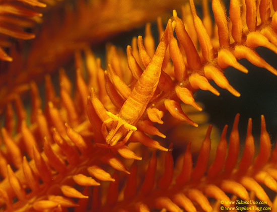 Crinoid Commensal Shrimp 01