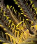 Crinoid Commensal Shrimp 02