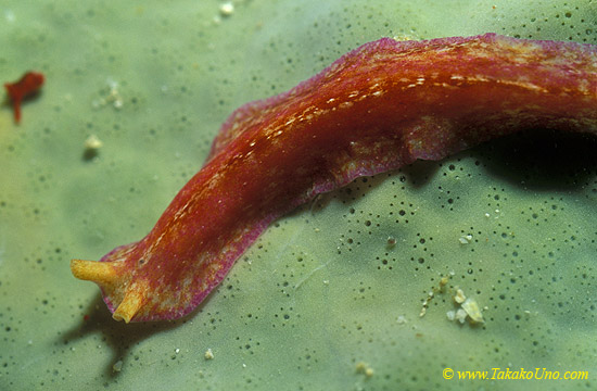 Flatworm 02