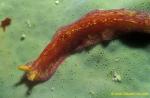 Flatworm 02