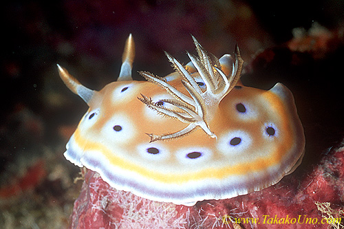 Chromodoris geminus 01 30mm Tl