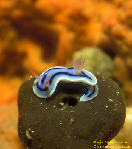 Nudibranch 06 Chromodoris lochi