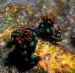 Nudibranch 11 Nembrotha kubaryana mating