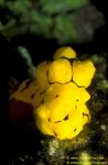 Nudibranch 10 Notodoris minor