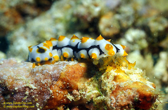 Sea Cucumber 01 juvenile