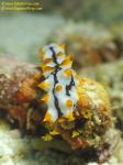 Sea Cucumber 02 juvenile