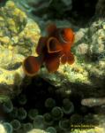 Spike Cheek Anemonefish 01