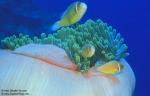 Pink Anemonefish 02