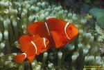 Spike Cheek Anemonefish 02