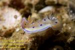 Chromodoris geminus juv 38tc 4239