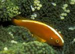 Skunk Anemonefish 01