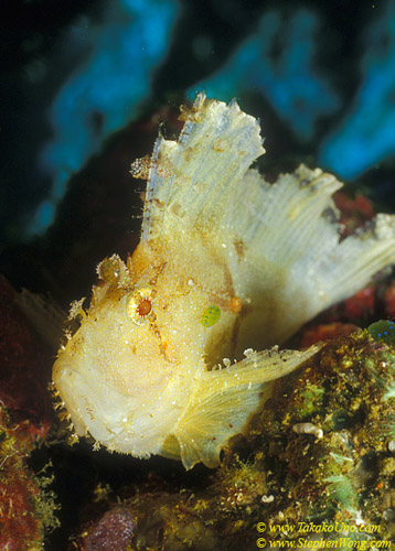 Paper Scorpionfish 03