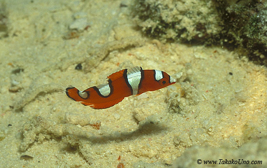 Yellowtail Coris 01 juvenile