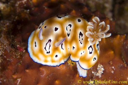 Chromodoris leopardus 08t 1697ra