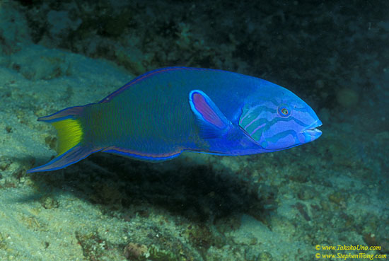 Moon Wrasse 01 male