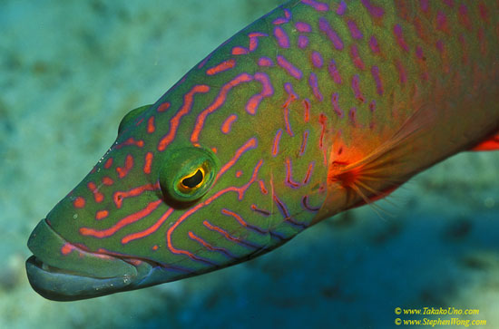 Cheeklined Maori Wrasse 01