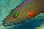 Cheeklined Maori Wrasse 01