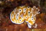 Chromodoris leopardus 08t 1697ra