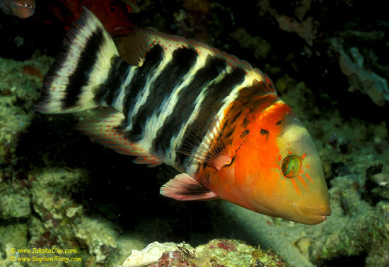 Redbreasted Maori Wrasse 01