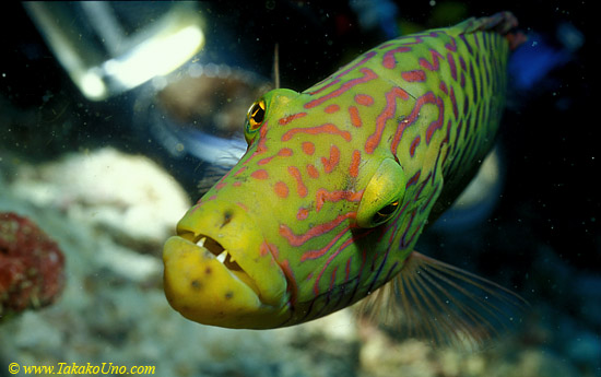 Cheeklined Maori Wrasse 03