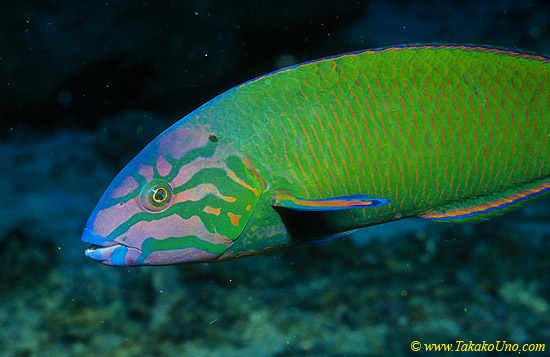 Moon Wrasse 03 female