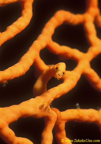 Denise Pygmy Seahorse 04