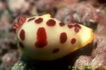 Chromodoris splendida 01 50mm jb