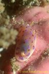 Chromodoris thompsoni or sp 01 8mm jb