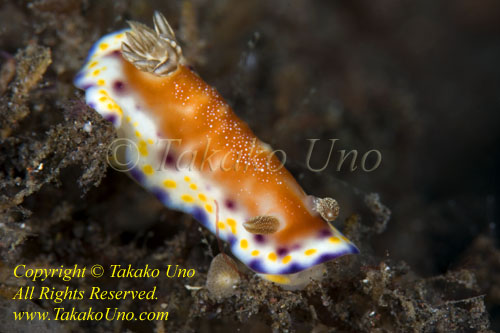 Chromodoris collingwoodi 42tc 8515