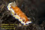 Chromodoris collingwoodi 42tc 8515