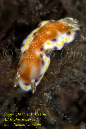 Chromodoris collingwoodi 44tc 85122