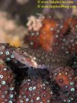 016 Triple finned Goby