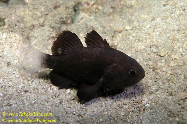 052 Black Cardinal fish 01 A niger