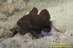 053 Black Cardinal fish 02 A niger