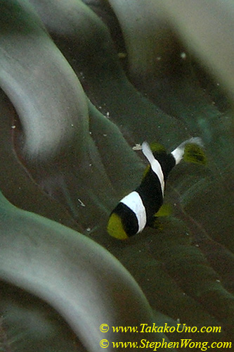 012 Clark Anemonefish baby 5mm 02