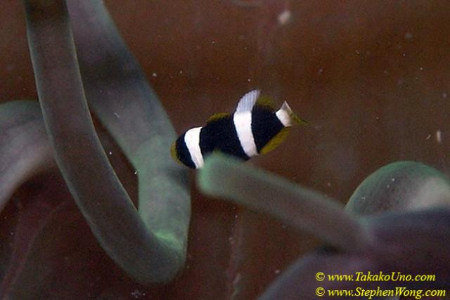 011 Clark Anemonefish baby 5mm 01