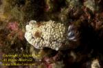 Chromodoris conchyliata 63tc 3885