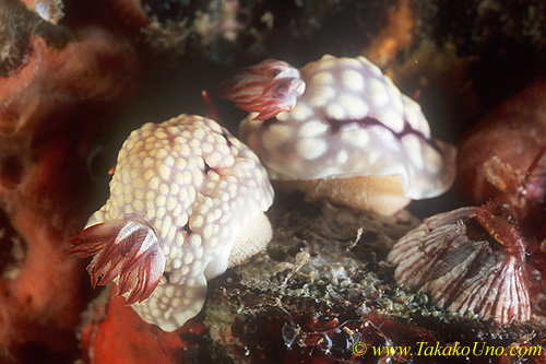 Chromodoris conchyliata 01 12mm Tl