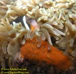 050 Clarki Anemonefish with Eggs 05