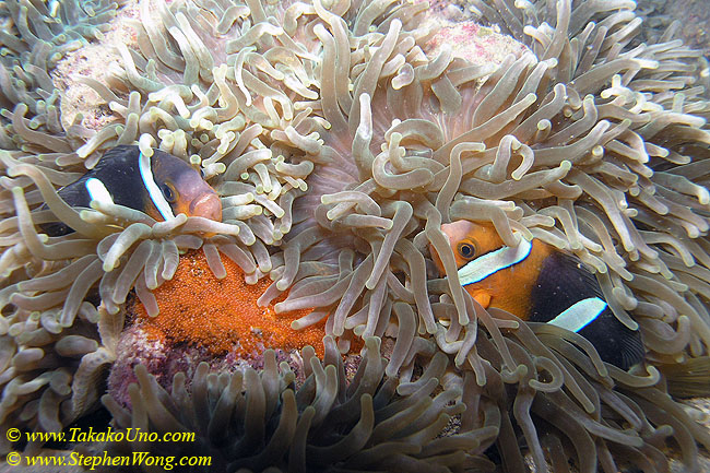 041 Clark Anemonefish with Eggs 01