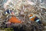 041 Clark Anemonefish with Eggs 01