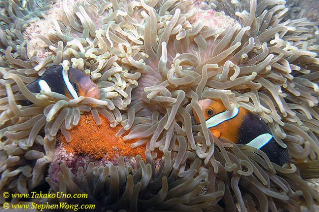 041 Clark Anemonefish with Eggs 01