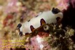 Chromodoris fidelis Nudi 52tc 3205