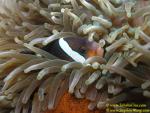 047 Clarki Anemonefish with Eggs 02