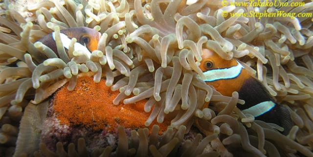 051 Clarki Anemonefish with Eggs 06