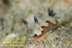 Chromodoris fidelis Nudi 34tc 1107