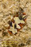 Chromodoris fidelis Nudi 15tc 0135